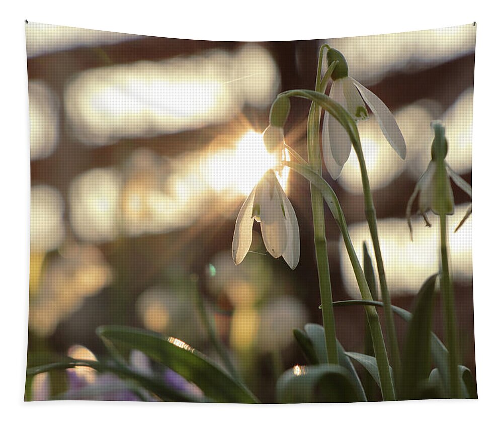 Misty Tapestry featuring the photograph Sunshine goes through Galanthus nivalis by Vaclav Sonnek