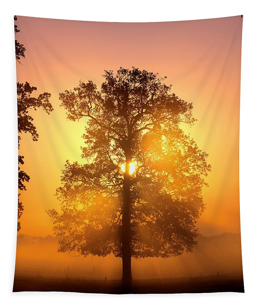 Nature Tapestry featuring the photograph Sunset Tree by Luc Van de Steeg