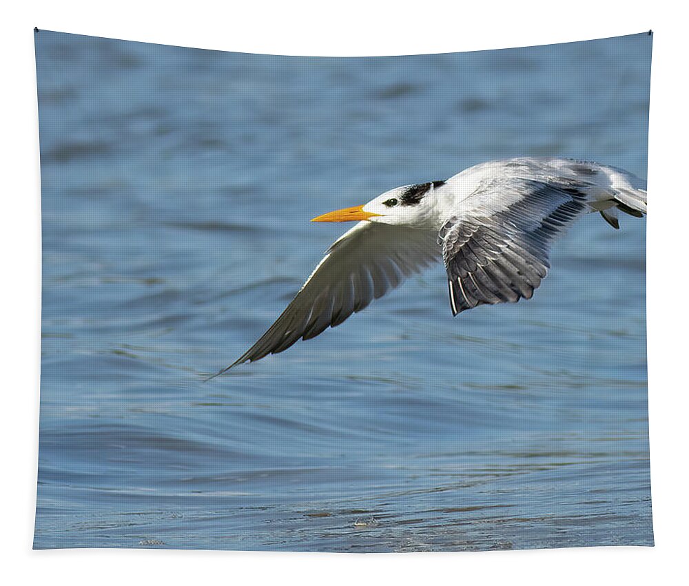 Royal Tern Tapestry featuring the photograph Super Glide by RD Allen