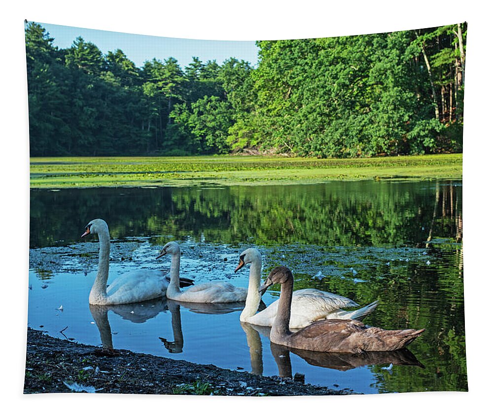 Sudbury Tapestry featuring the photograph Swans Hanging out in Stearns Millpond Sudbury Massachusetts by Toby McGuire