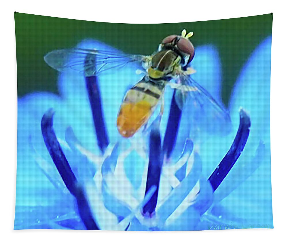 Grass Tapestry featuring the photograph Sweat Bee on Cornflower by Kelly Larson