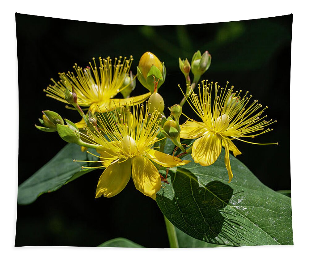 Sweet Tapestry featuring the photograph Sweet Amber Wildflower by John Haldane