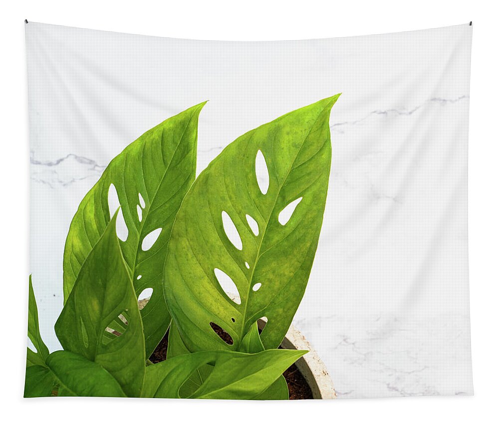 Swiss Cheese Plant Tapestry featuring the photograph Swiss Cheese Plant by Jennifer Walsh