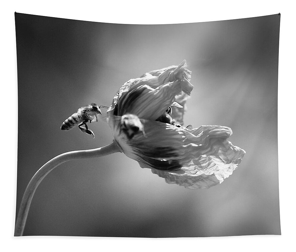 Papaver Somniferum Tapestry featuring the photograph Taking Turns by Joe Schofield