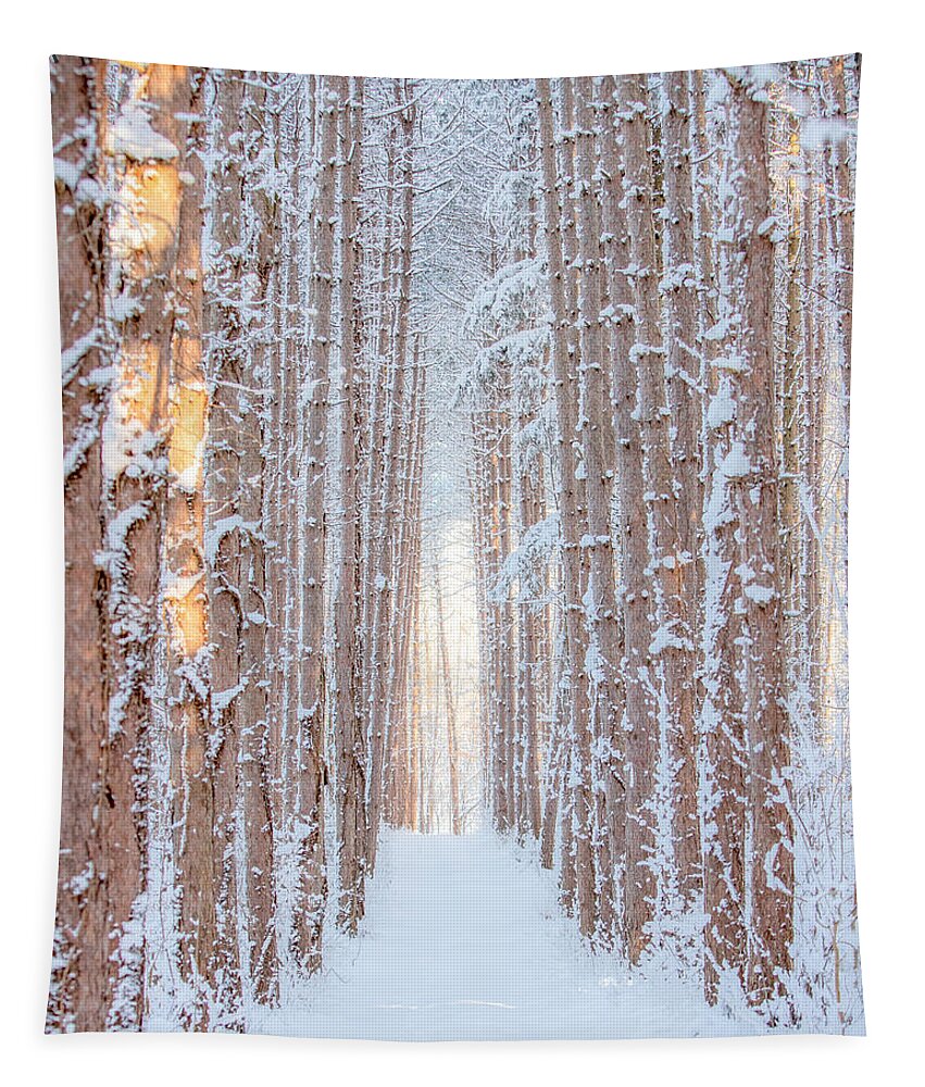 Pine Trees In Winter Tapestry featuring the photograph Tall Pines in Winter by Rod Best