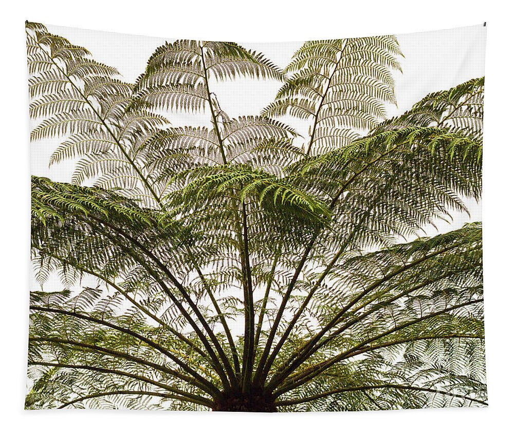 Tasmania Tapestry featuring the photograph Tasmanian Tree Fern Canopy by Elaine Teague