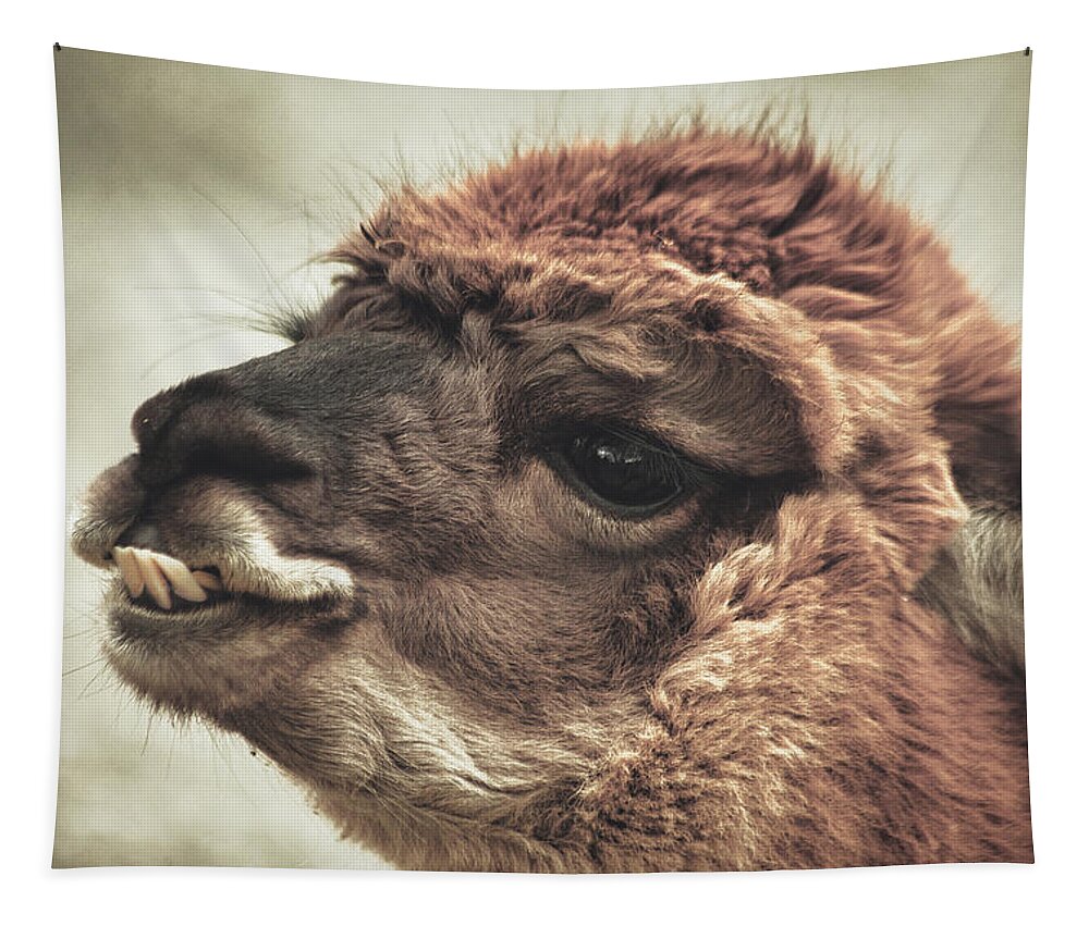 The Alpaca Tapestry featuring the photograph The Alpaca by Karol Livote