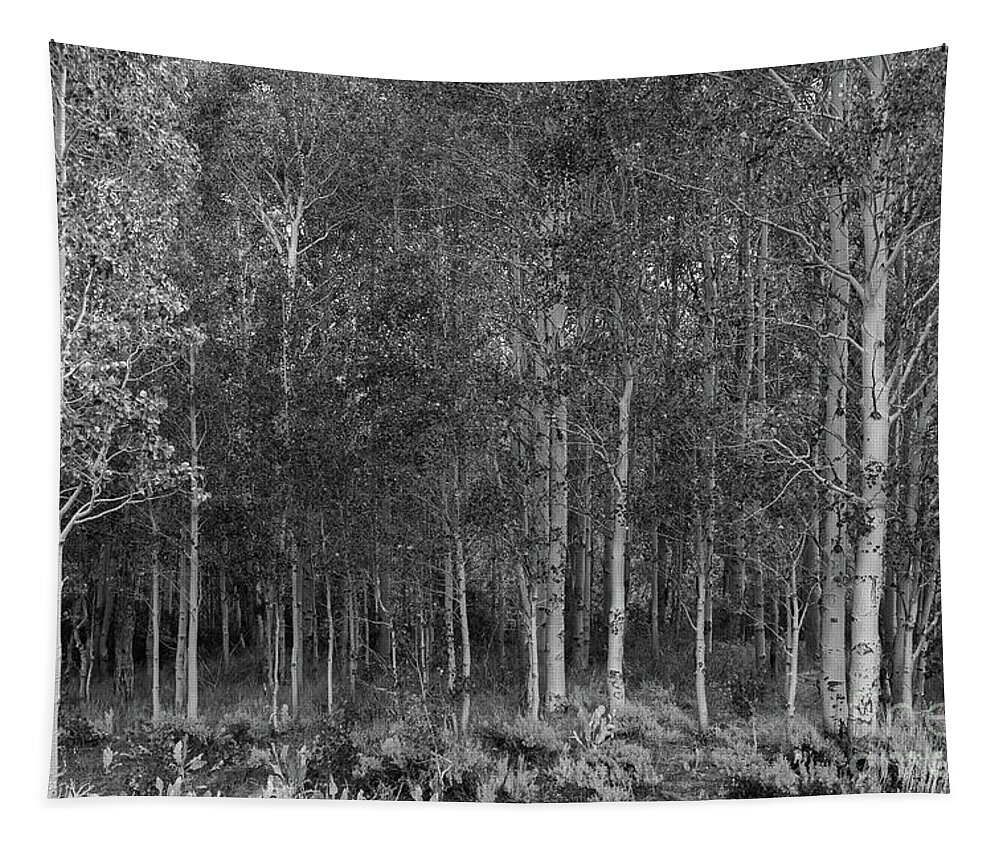 Aspens Tapestry featuring the photograph The Aspen Grove by Jeff Hubbard