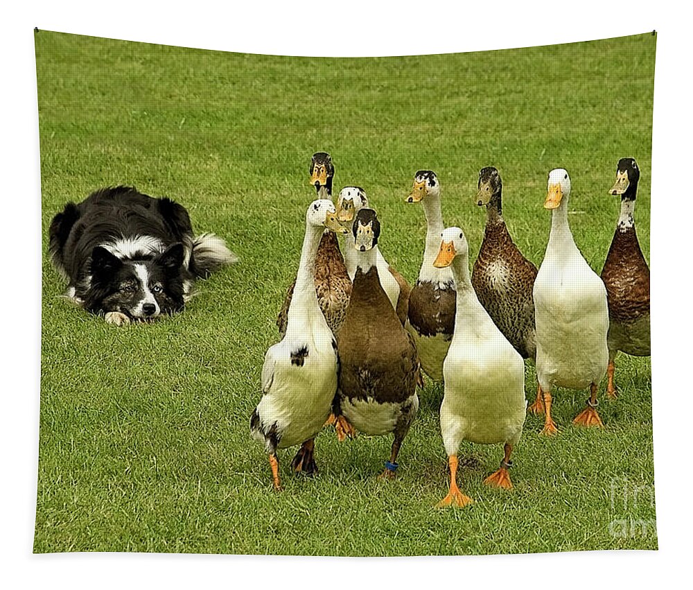 Geese Guarding Guard Gees-dog Smile Humor Funny Pastoral Leader Lead Country Village Field Grass Green Farm Farming Animals Sheepdog Herd Flock Nine Together Cheer Up Cheerful Day Summer Optimistic Lifting Up Grazing Crossing Walking Tapestry featuring the photograph The Best Gees Guard by Tatiana Bogracheva