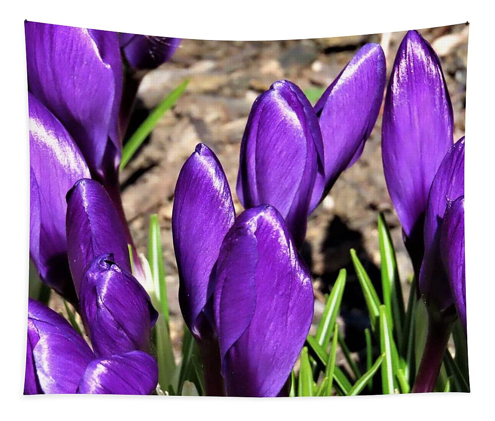 Flowers Tapestry featuring the photograph The Crocus is Spring's Promise by Linda Stern