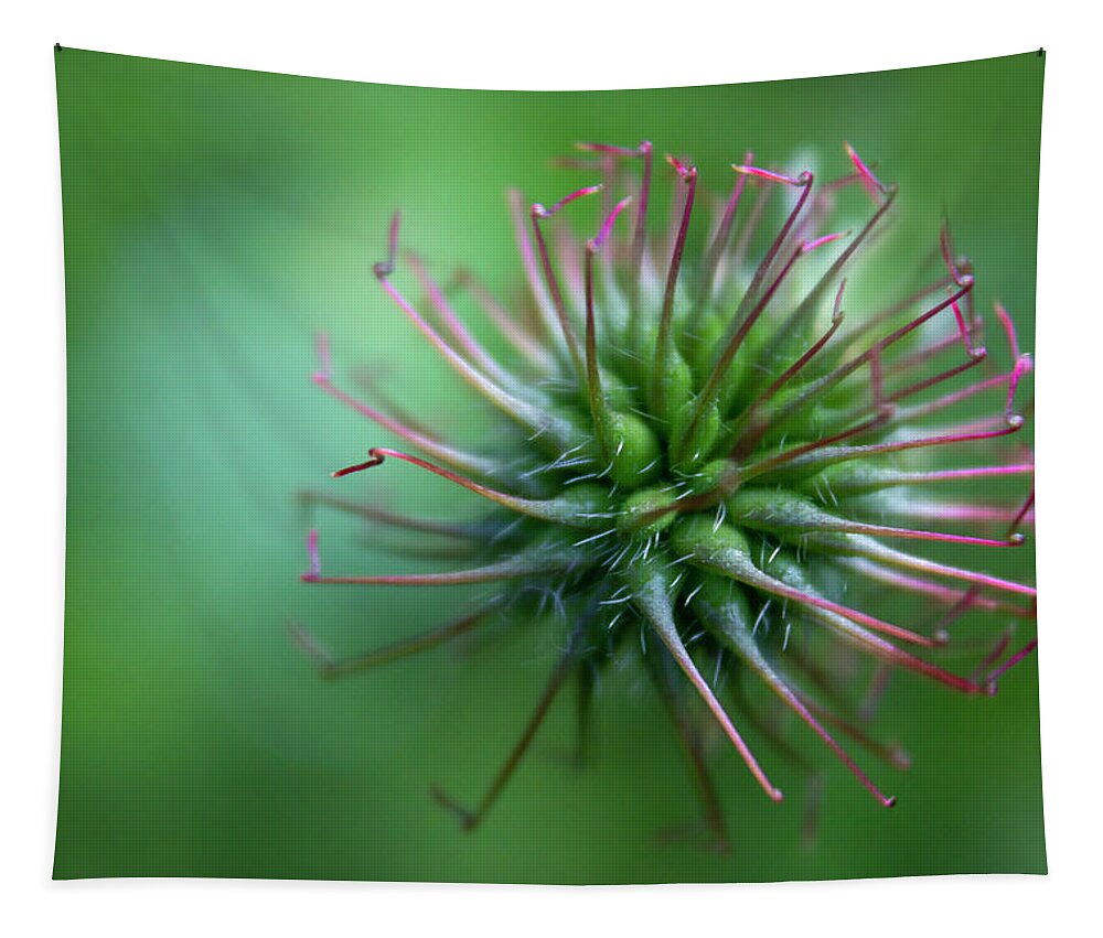 Flower Tapestry featuring the photograph The crown flower by MPhotographer