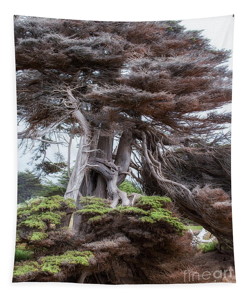 Cypress Tapestry featuring the photograph Mendocino Cypress Tree by Leslie Wells