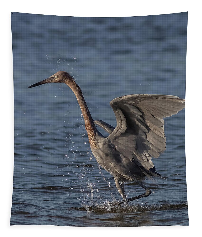 Reddish Egret Tapestry featuring the photograph The Dance 1 by RD Allen