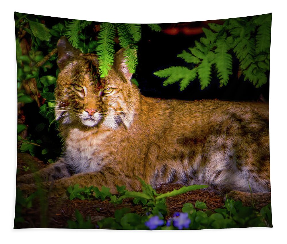 Bobcat Tapestry featuring the photograph The Elegant Bobcat by Mark Andrew Thomas