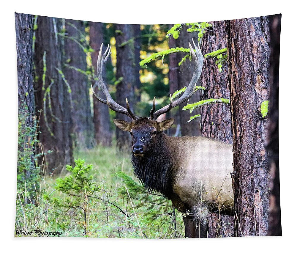 Elk Tapestry featuring the photograph The Elk and His Antlers by Tahmina Watson