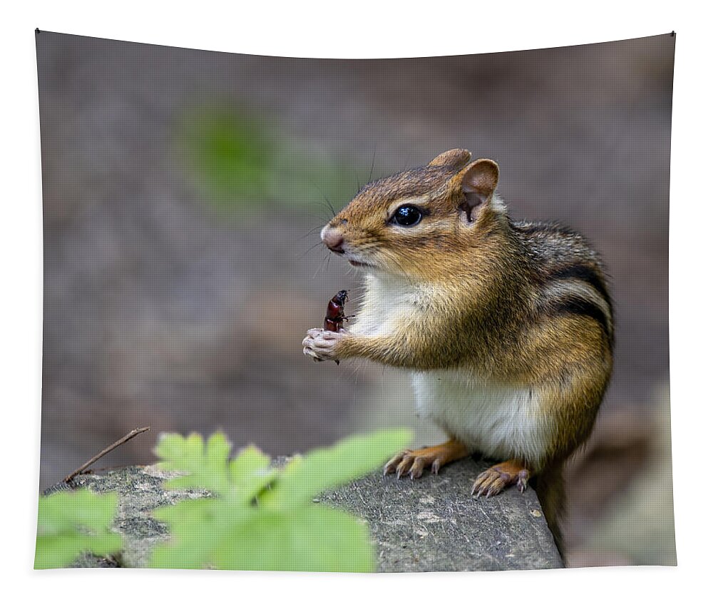 Chipmunk Tapestry featuring the photograph The Forest Cuisine by Regina Muscarella