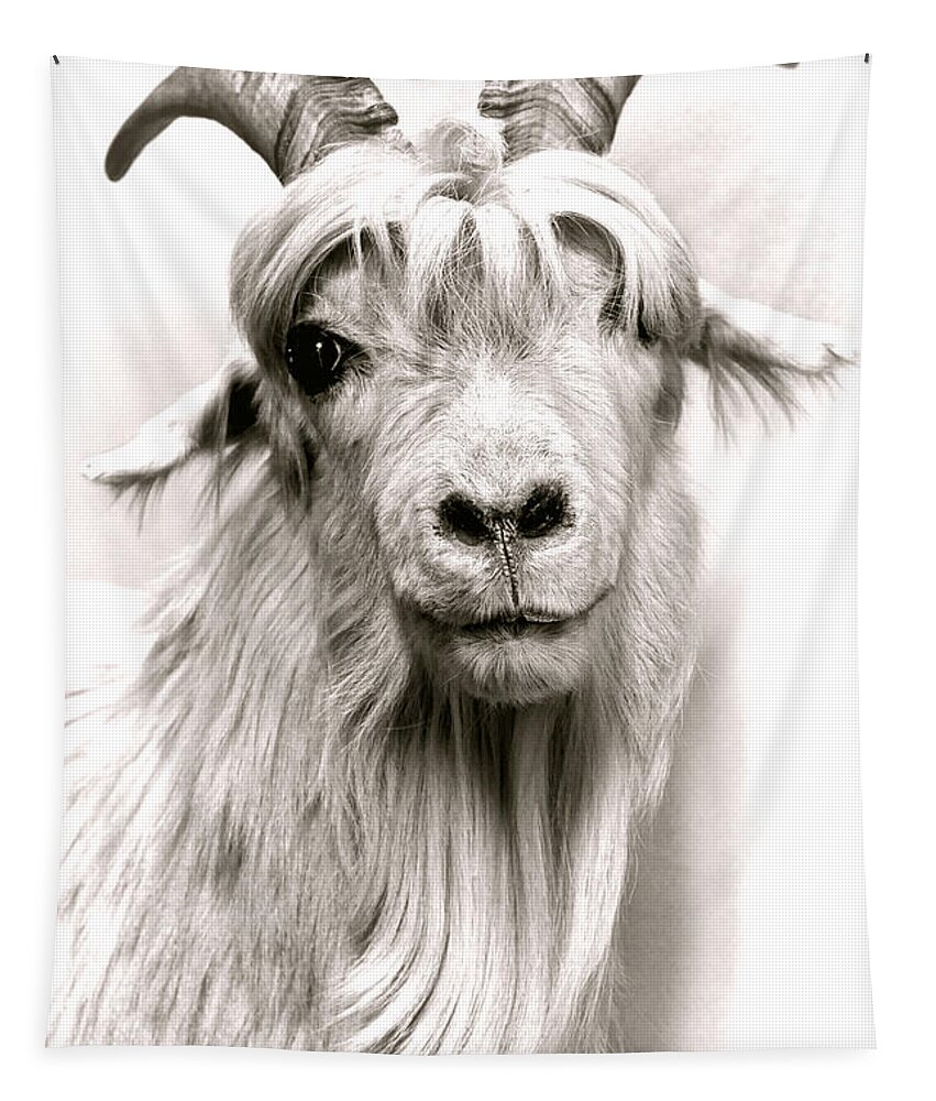Goat Tapestry featuring the photograph The Goat by Olivier Le Queinec