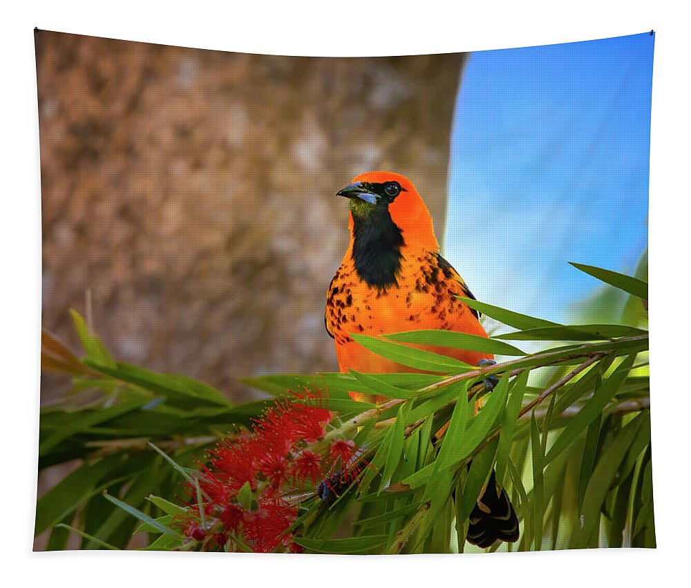 Spot Breasted Oriole Tapestry featuring the photograph The Happy Oriole by Mark Andrew Thomas