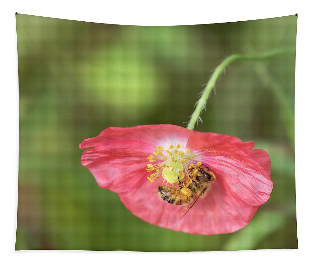 Shirley Poppy Tapestry featuring the photograph The Honey Bee and Poppy 2019 by Thomas Young
