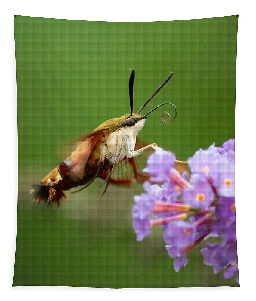 Cool Tapestry featuring the photograph The Hummingbird Moth by Linda Bonaccorsi