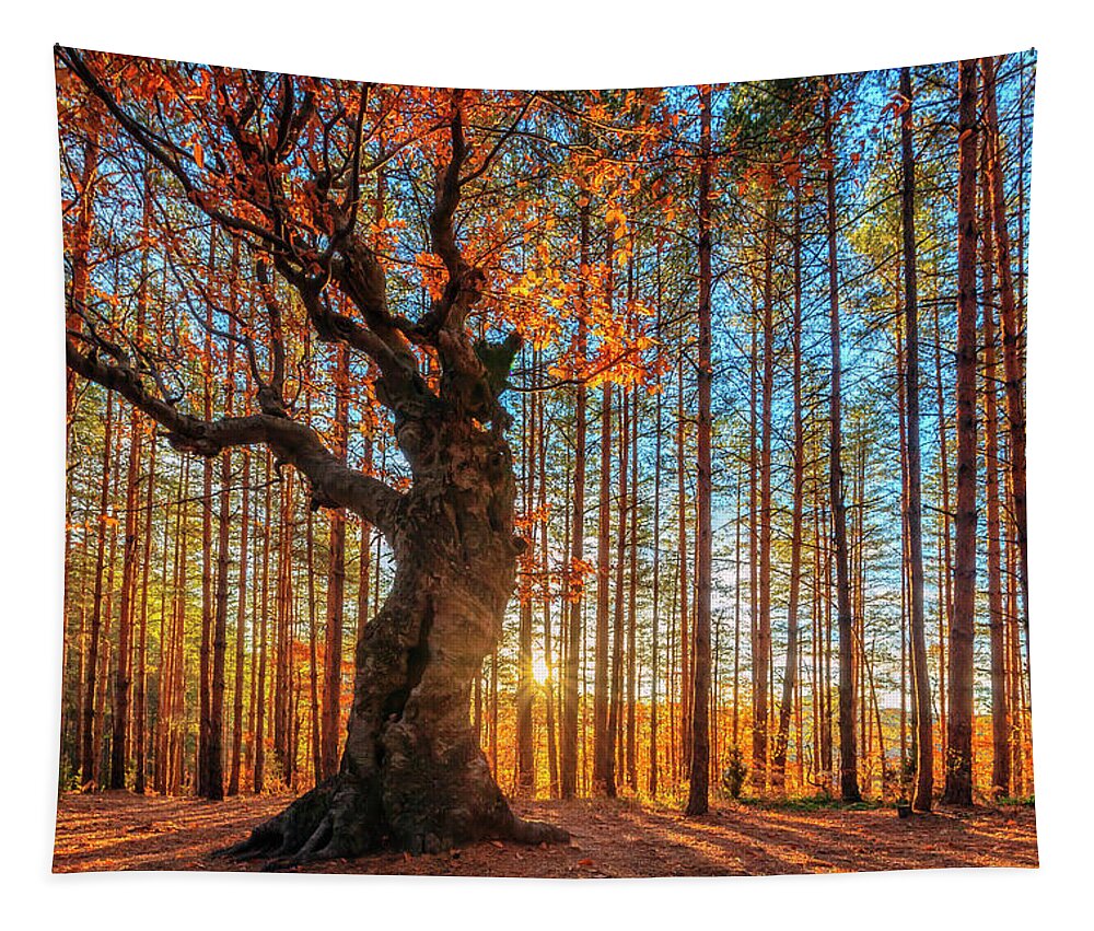 Belintash Tapestry featuring the photograph The King Of the Trees by Evgeni Dinev