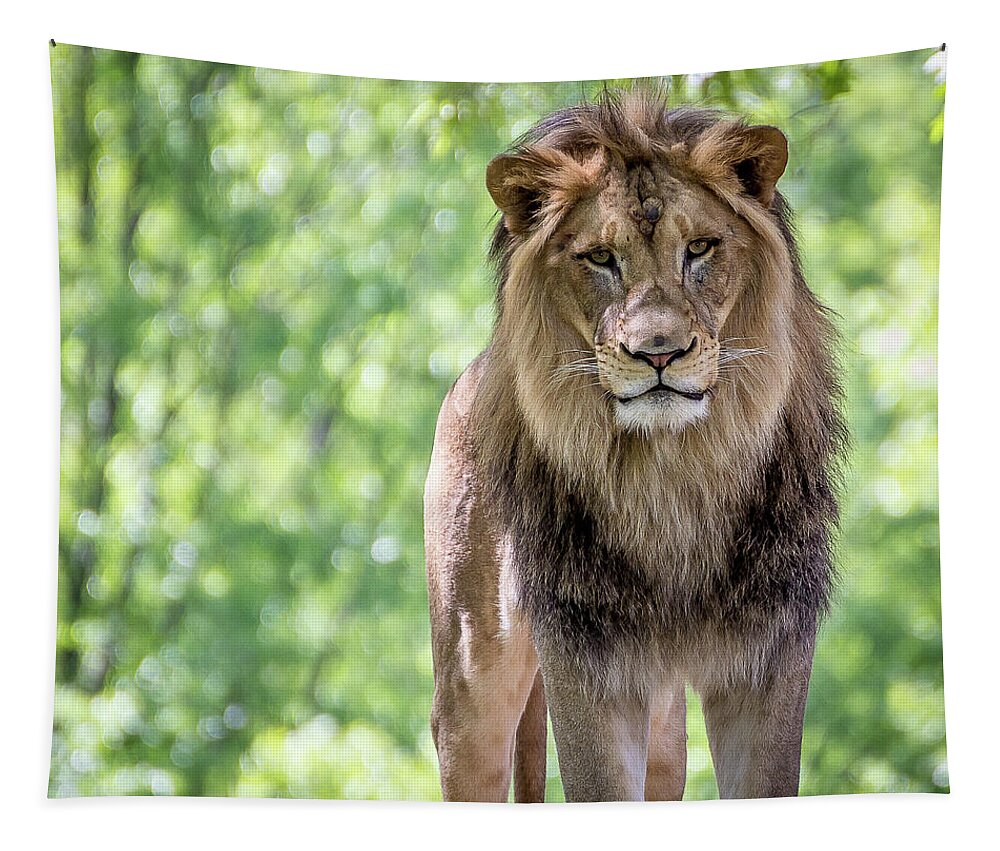 Lion Tapestry featuring the photograph The king by Robert Miller