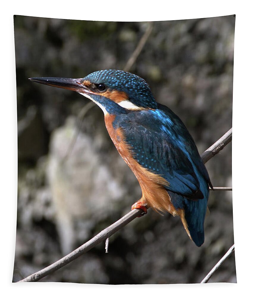 Wildlife Tapestry featuring the photograph The Kingfisher royalty by Stephen Melia