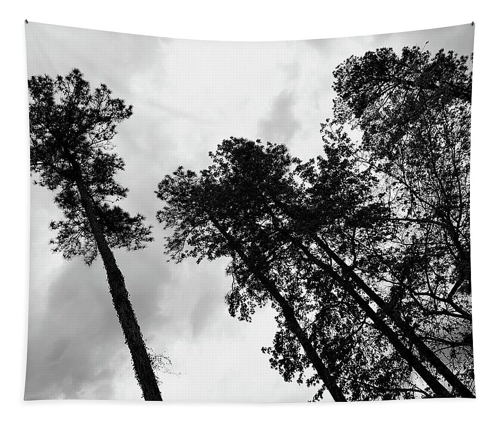 Tree Tapestry featuring the photograph The Leader and His Henchmen Stare BW by Lee Darnell