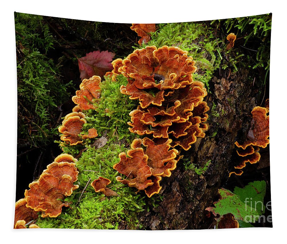 Macro Tapestry featuring the photograph Checking In On Mother Nature 1 by Bob Christopher