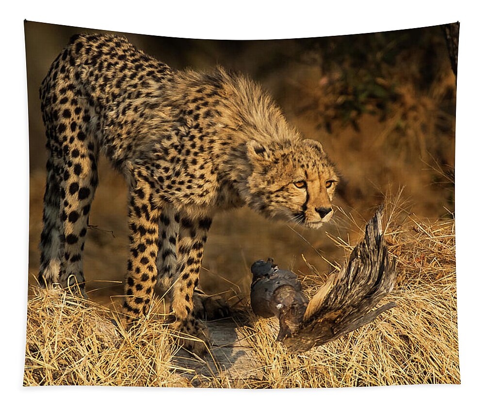 Cheetah Tapestry featuring the photograph The Lookout by Linda Villers