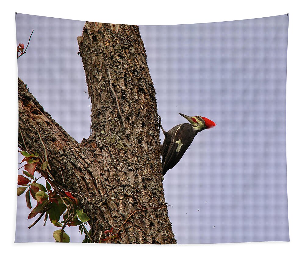 Pileated Woodpecker Tapestry featuring the photograph The Loud Pileated Woodpecker by Scott Burd