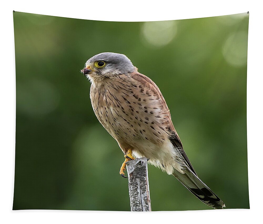 Kestrel Tapestry featuring the photograph The male Kestrel hunting on top of a round pole by Torbjorn Swenelius