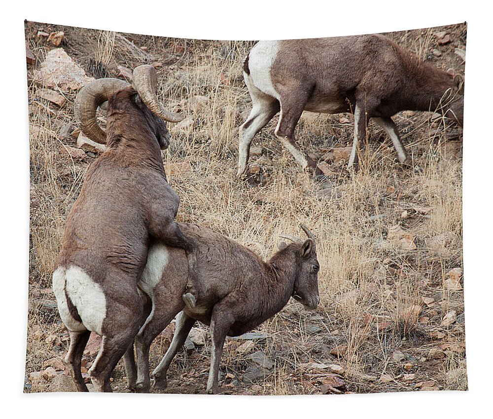 Mating Bighorn Sheep Photograph Tapestry featuring the photograph The Mating Game by Jim Garrison