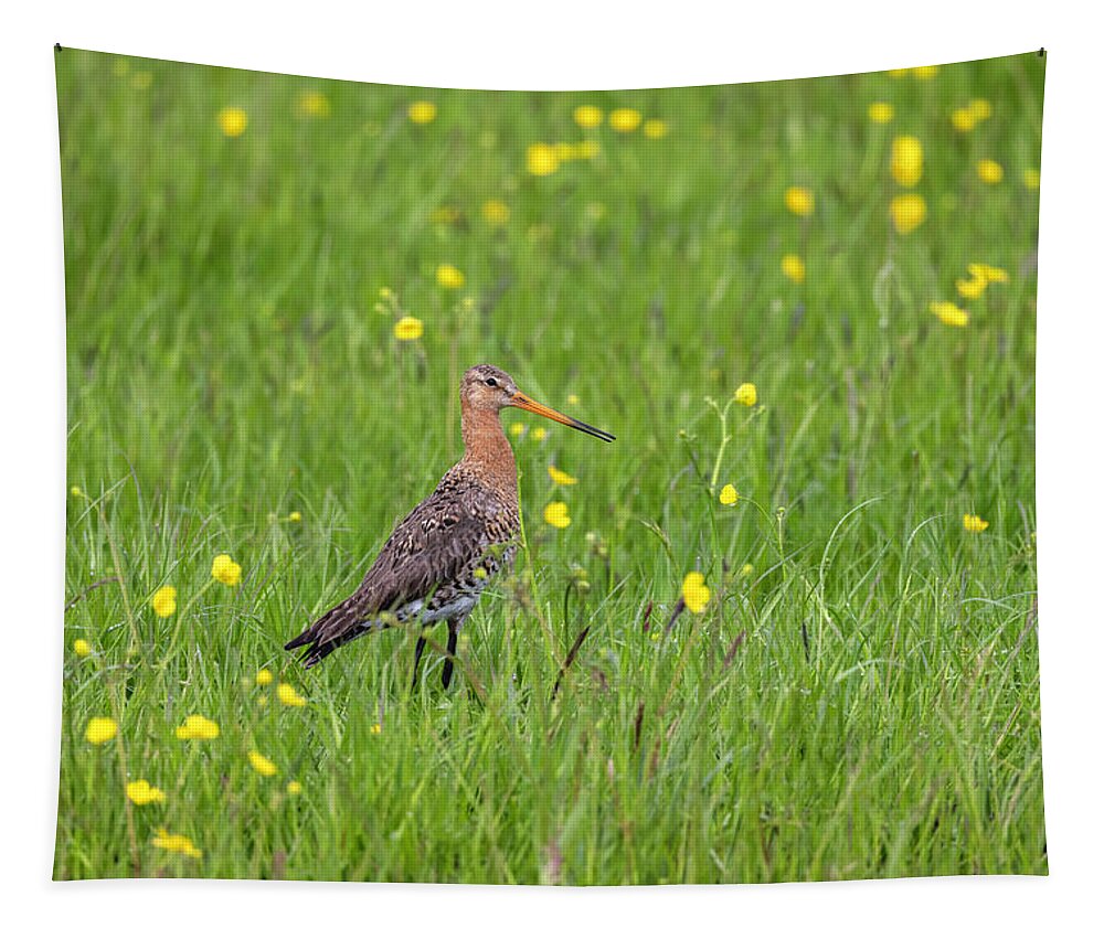 Nature Tapestry featuring the photograph The Meadow Bird The Godwit by MPhotographer