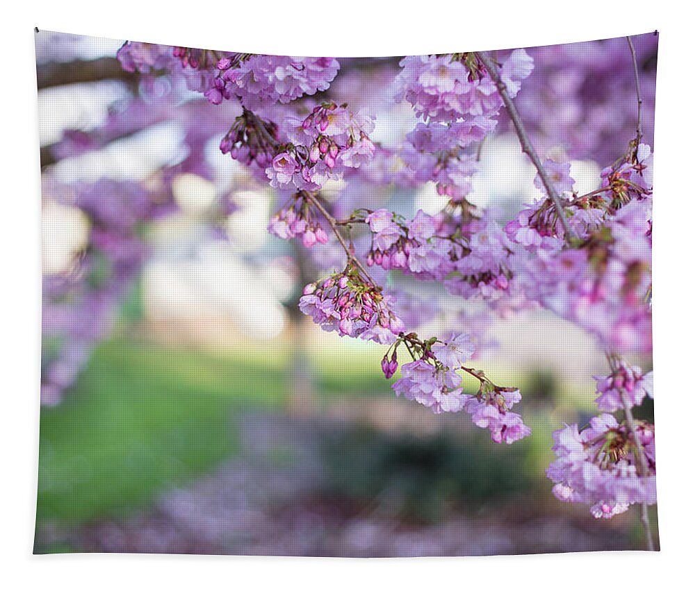 Cherry Blossoms Tapestry featuring the photograph The moods of spring by Kunal Mehra