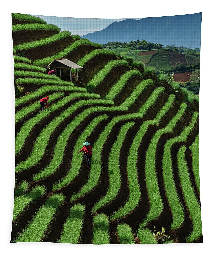 Onion Tapestry featuring the photograph The onion fields of Argapura by Anges Van der Logt