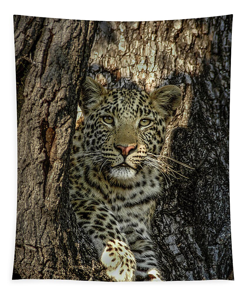 Leopard Tapestry featuring the photograph The Perch by Linda Villers