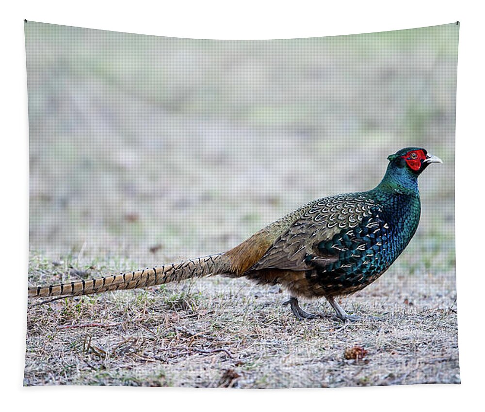 Phasianus Colchicus Colchicus Tapestry featuring the photograph The Pheasant Beauty by Torbjorn Swenelius