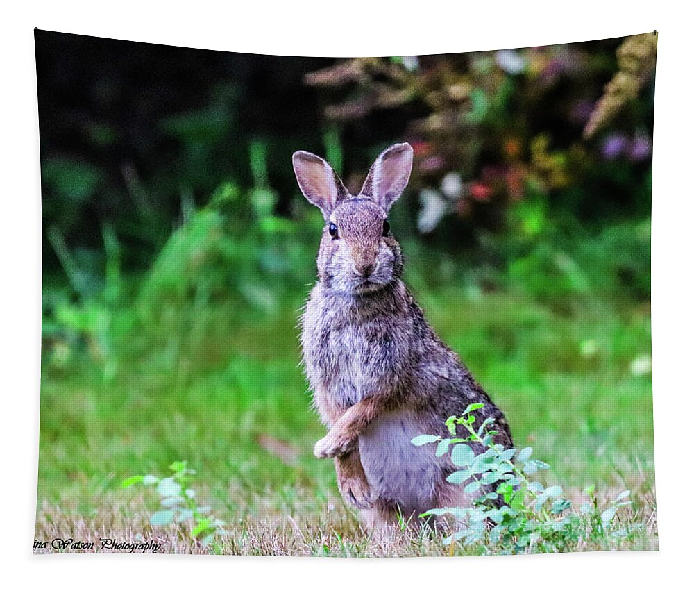 Rabbit Tapestry featuring the photograph The Startled Bunny by Tahmina Watson