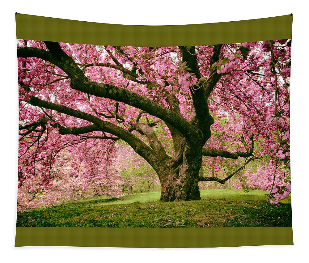 Cherry Tree Tapestry featuring the photograph The Stately Cherry by Jessica Jenney