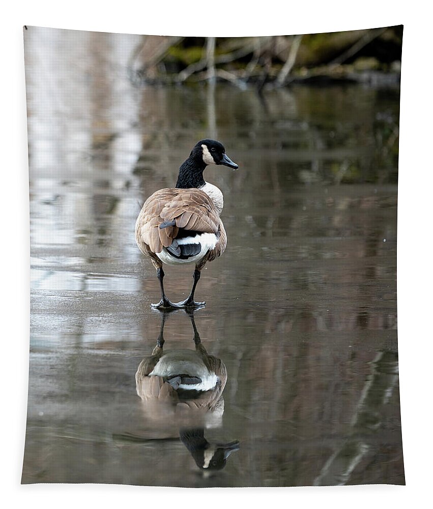 Canadian Goose Tapestry featuring the photograph Thin Ice by Kevin Suttlehan