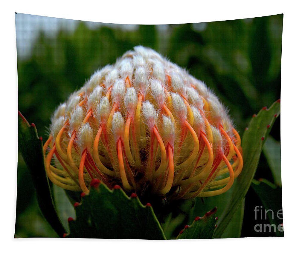 Macro Tapestry featuring the photograph This beautiful Pincushion Protea flower is ablaze in fiery colors of red and orange by Gunther Allen
