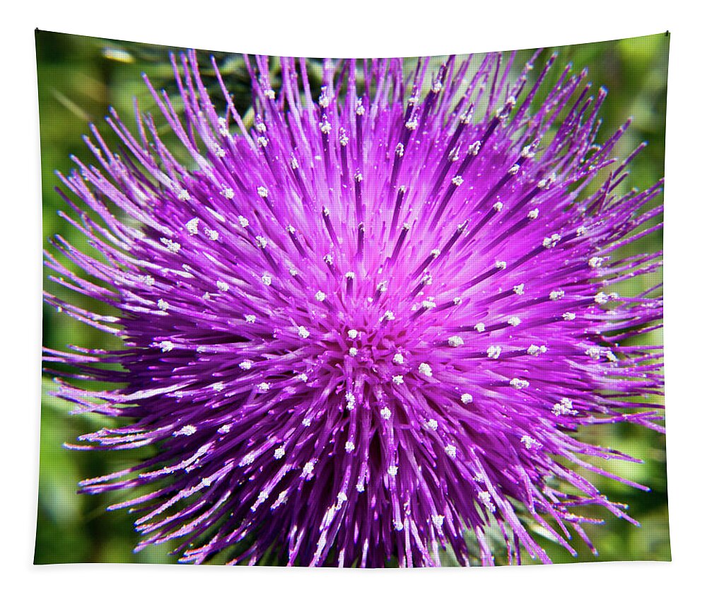 Olympic Peninsula Tapestry featuring the photograph Thistle Bloom by David Desautel