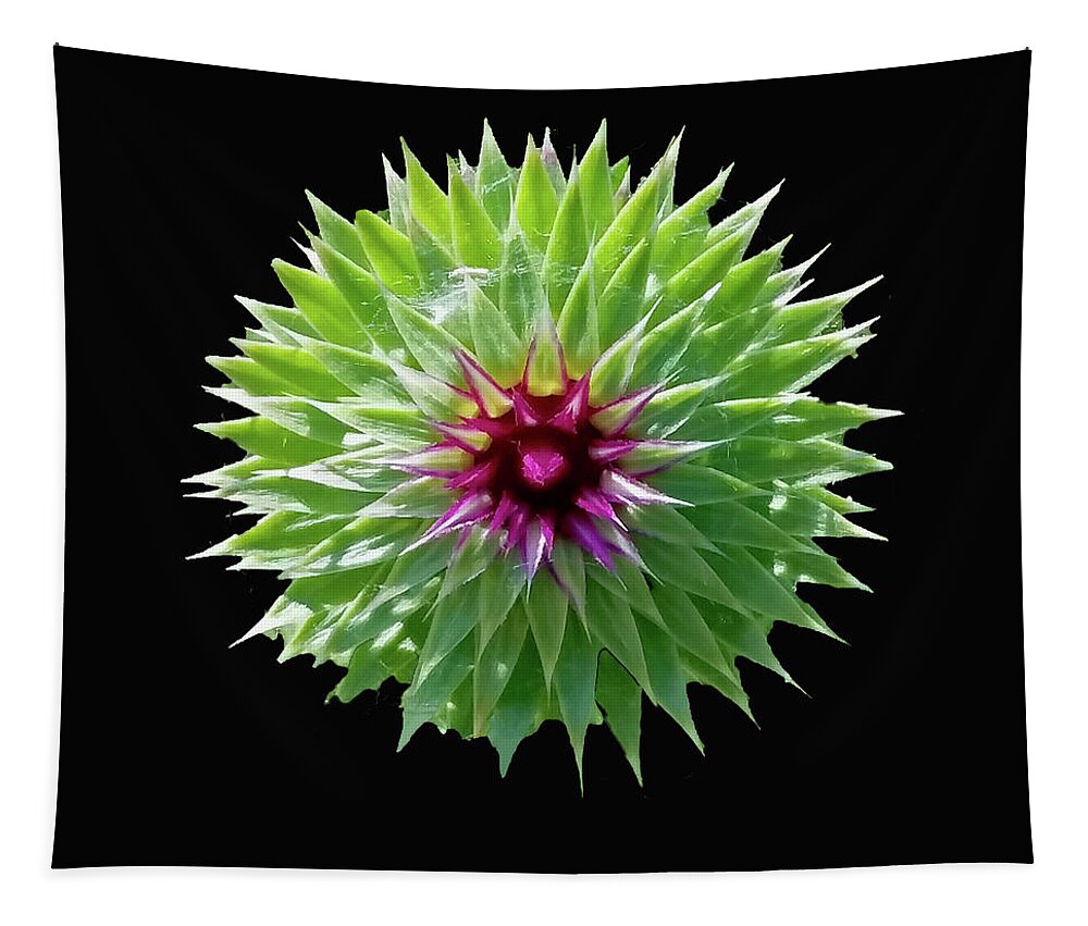 Thistle Bloom Tapestry featuring the photograph Thistle Bloom by Ira Marcus