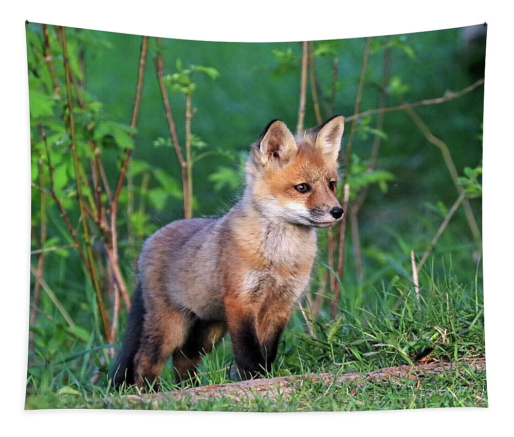 Fox Tapestry featuring the photograph Thoughtful Fox Kit by Debbie Oppermann