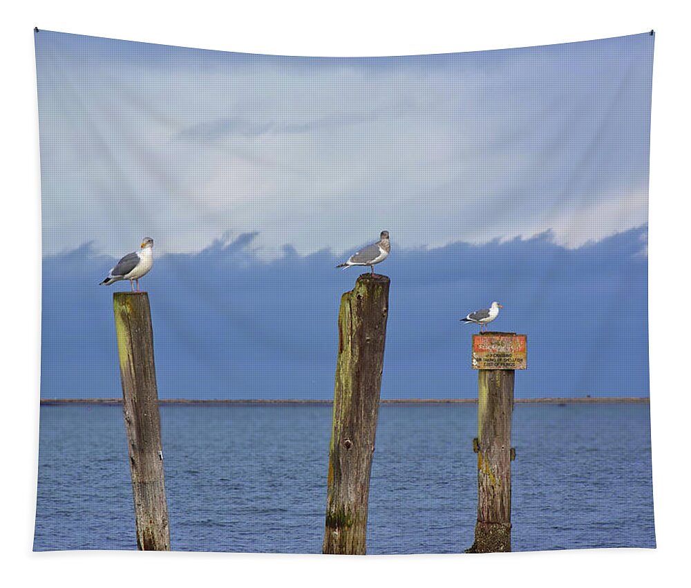 Seagull Tapestry featuring the photograph Three Amigos by Loyd Towe Photography