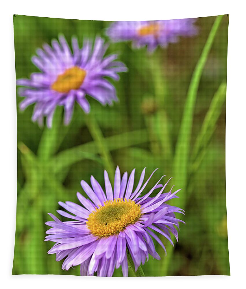 Asters Tapestry featuring the photograph Three Asters by Bob Falcone
