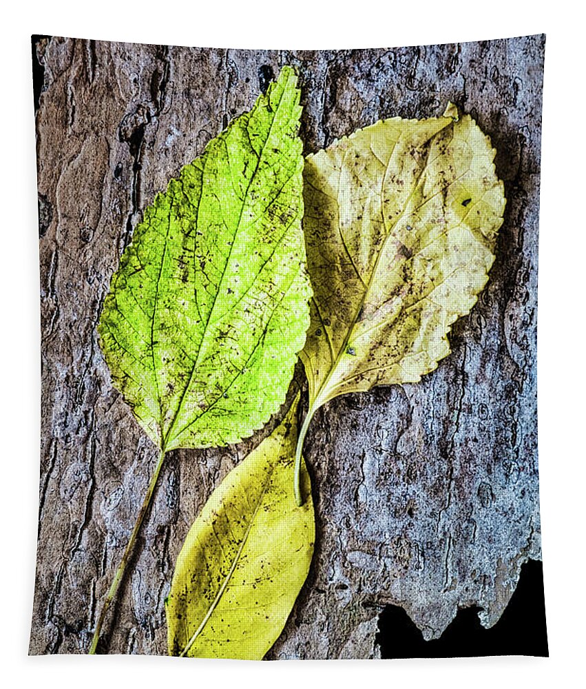 Autumn Tapestry featuring the photograph Three Autumn Leaves On Bark by Gary Slawsky