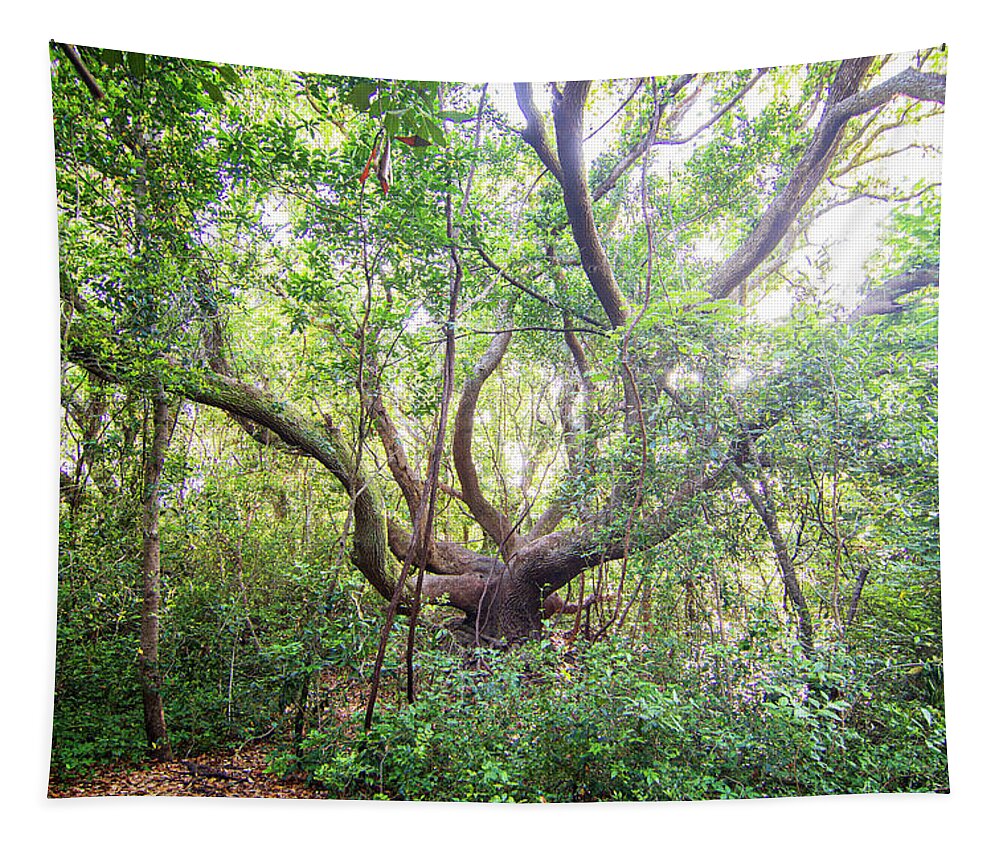 Live Oak Tapestry featuring the photograph Three Century Live Oak Tree - North Carolina Crystal Coast by Bob Decker