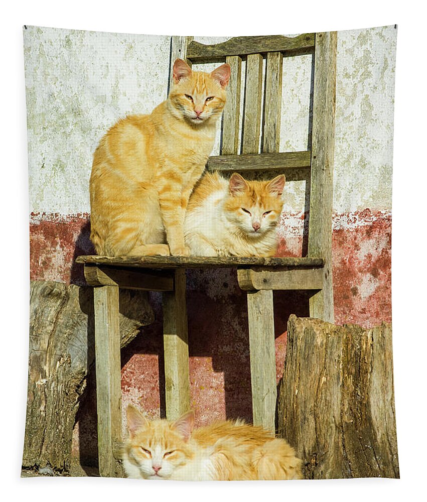 Three Cats Tapestry featuring the photograph Three farm cats on a chair, Cercal, Portugal by Neale And Judith Clark